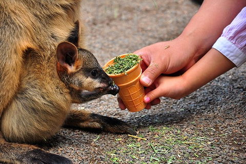 Blue Mountains Highlights, Wildlife Park And Scenic World Full Day Private Tour - Accommodation Noosa 3