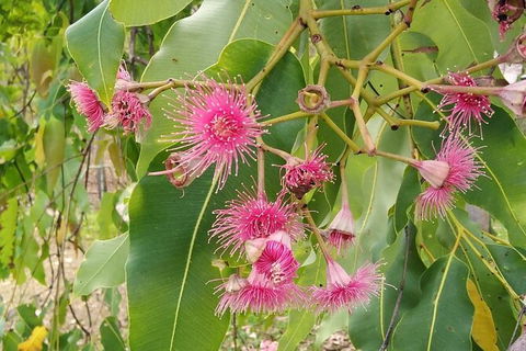 Full-Day Private Guided Tour To Litchfield National Park - Accommodation Noosa 5