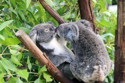 Classic Kuranda By Skyrail And Scenic Railway Including Rainforestation, Koala And Wildlife Park And Pamagirri Aboriginal Experi - Accommodation Noosa 4