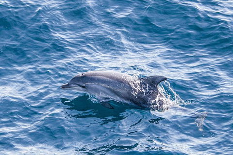 All Inclusive Dolphin And Tangalooma Wrecks Cruise - Accommodation Noosa 5
