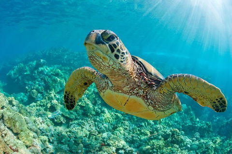 All Inclusive Dolphin And Tangalooma Wrecks Cruise - Accommodation Noosa 6