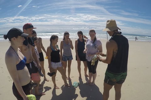 Half Day Dolphin Kayaking And Snorkeling Tour - Accommodation Noosa 6