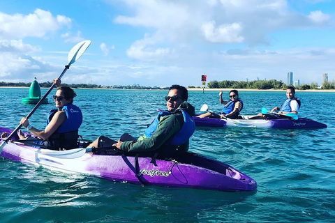 Half Day Dolphin Kayaking And Snorkeling Tour - Accommodation Noosa 5