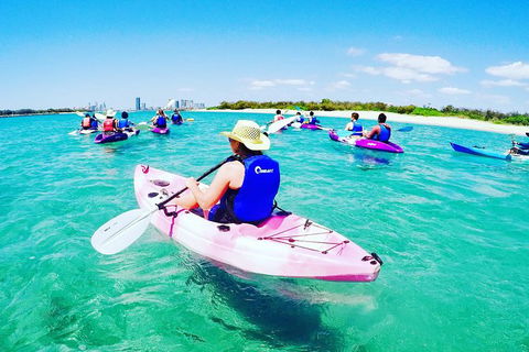 Half Day Dolphin Kayaking And Snorkeling Tour - Accommodation Noosa 0
