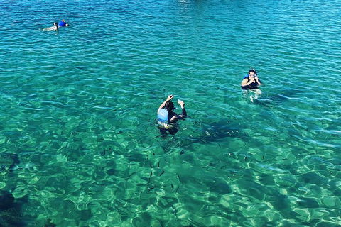Half Day Dolphin Kayaking And Snorkeling Tour - Accommodation Noosa 12