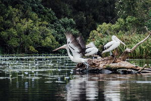 Everglades Eco Safari to Australia\'s Everglades