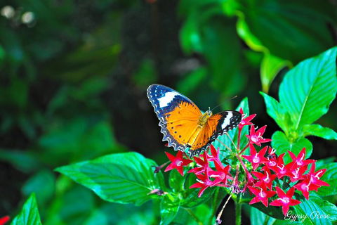 Cairns City Sights And Surrounds Tour - Accommodation Noosa 8
