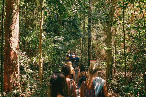 Atherton Tablelands Waterfalls And Rainforest Day Tour Departing Cairns - Accommodation Noosa 10