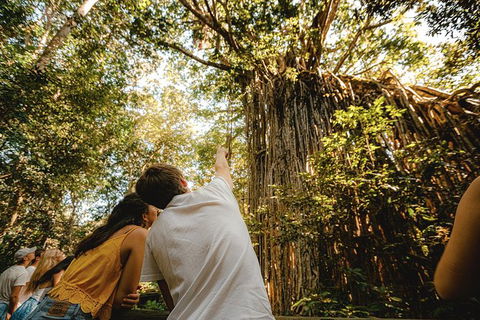 Atherton Tablelands Waterfalls And Rainforest Day Tour Departing Cairns - Accommodation Noosa 1