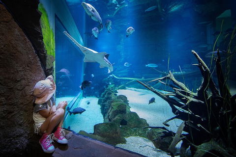 Cairns Aquarium Admission Ticket - Accommodation Noosa 1