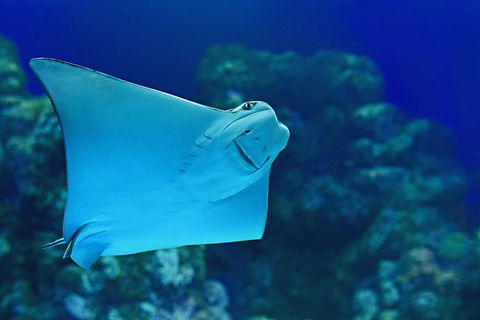 Cairns Aquarium Admission Ticket - Accommodation Noosa 2