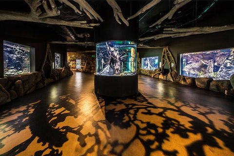 Cairns Aquarium Admission Ticket - Accommodation Noosa 3