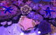 Cairns Aquarium Admission Ticket - thumb 6
