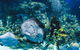 Cairns Aquarium Admission Ticket - thumb 4