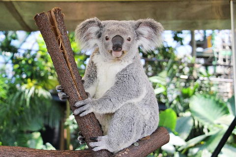 Cairns ZOOM And Wildlife Dome - Accommodation Noosa 6