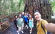Cairns National Park Rainforest And Waterfall Small Group Tour Shore Excursion - thumb 3