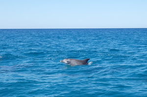 Noosa Wild Dolphin Safari