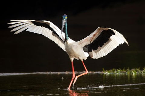 Daintree River - Private Photography Cruise - Accommodation Noosa 0