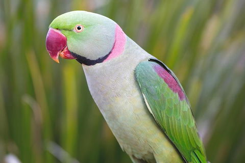 Maleny Botanic Gardens Bird Aviary Experience Ticket - Accommodation Noosa 2