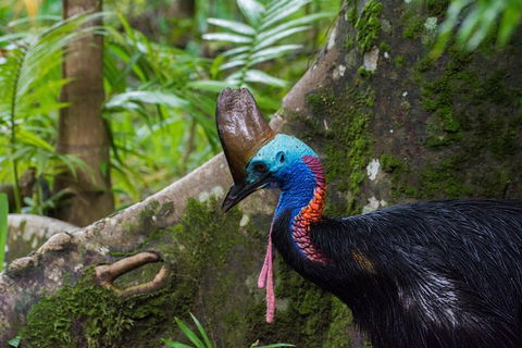 Daintree Afternoon Nocturnal Nature And Wildlife Tour - Accommodation Noosa 0