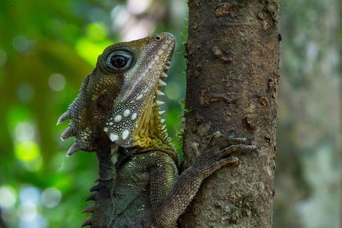 Daintree Afternoon Nocturnal Nature And Wildlife Tour - Accommodation Noosa 1
