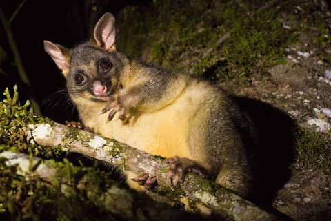 Daintree Afternoon Nocturnal Nature And Wildlife Tour - Accommodation Noosa 7
