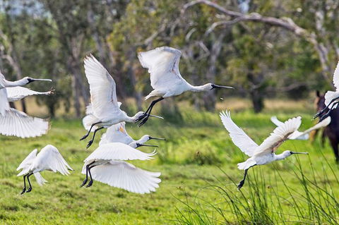 Reef, Wildlife & Rainforest - Reef & Beyond Guided Holidays - Accommodation Noosa 1