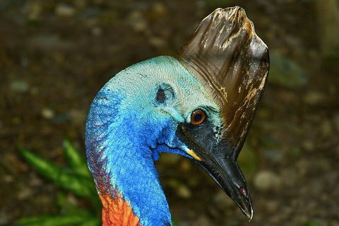 Daintree And Cape Tribulation Full Day Guided Tour - Accommodation Noosa 3