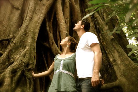 Daintree And Cape Tribulation Full Day Guided Tour - Accommodation Noosa 0