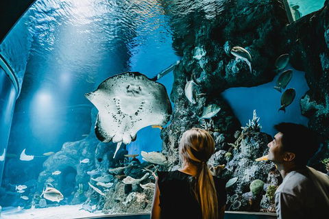 Cairns Aquarium Dive With The Sharks - Accommodation Noosa 9