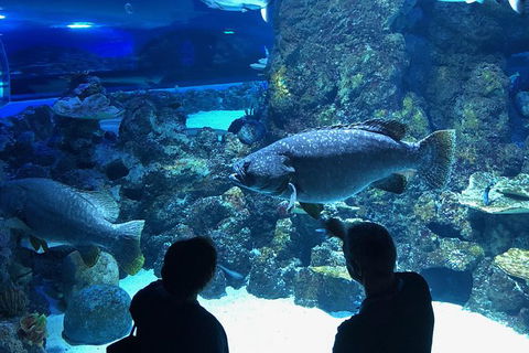 Cairns Aquarium Dive With The Sharks - Accommodation Noosa 5