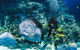 Cairns Aquarium Dive With The Sharks - thumb 3