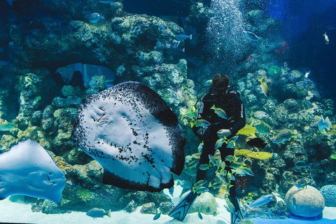 Cairns Aquarium Dive With The Sharks - Accommodation Noosa 3
