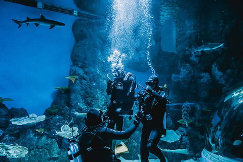 Cairns Aquarium Dive With The Sharks - Accommodation Noosa 2