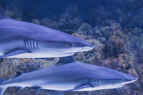Cairns Aquarium Dive With The Sharks - Accommodation Noosa 6
