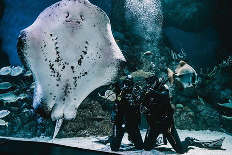 Cairns Aquarium Dive With The Sharks - Accommodation Noosa 0