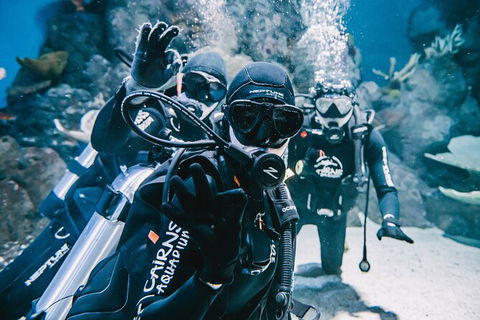 Cairns Aquarium Dive With The Sharks - Accommodation Noosa 8