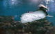 Cairns Aquarium Dive With The Sharks - thumb 7