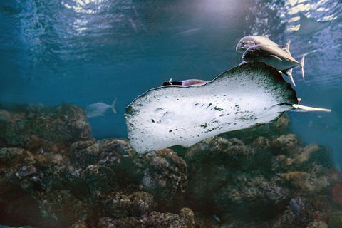 Cairns Aquarium Dive With The Sharks - Accommodation Noosa 7