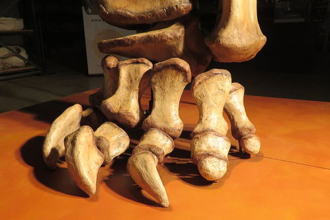 Australian Dinosaur Giants Tour - Accommodation Noosa 3