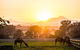 Camel Farm Discovery - thumb 1