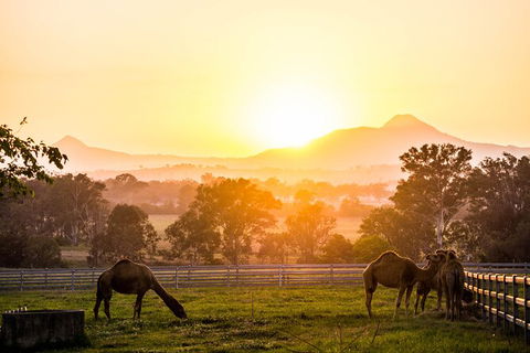 Camel Farm Discovery - Accommodation Noosa 1