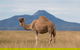 Camel Farm Discovery - thumb 3