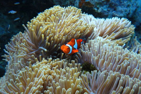 PADI Diving Courses On The Gold Coast - Accommodation Noosa 4
