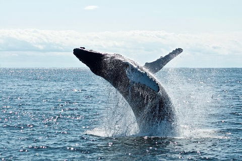 PRIVATE Whale Watching Tour - Up To 11 People In Your Group - Accommodation Noosa 0