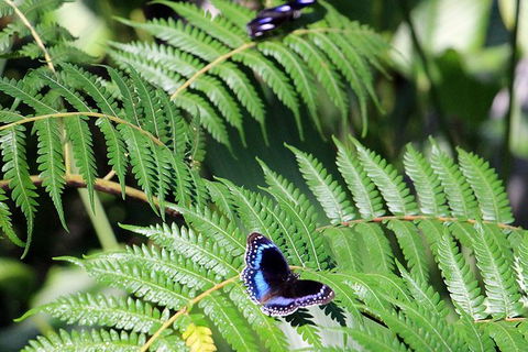 Australian Butterfly Sanctuary- Virtual Interactive Tour With Private Guide - Accommodation Noosa 3