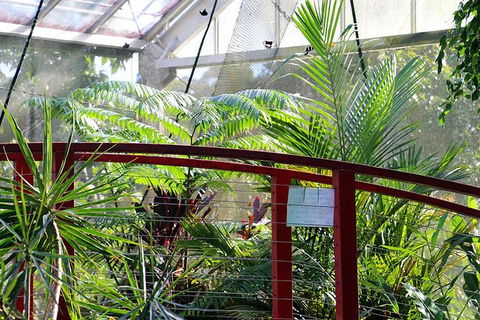 Australian Butterfly Sanctuary- Virtual Interactive Tour With Private Guide - Accommodation Noosa 2