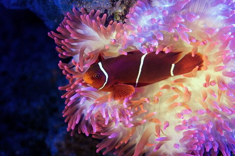 Cairns Aquarium By Twilight With 3 Course Dinner - Accommodation Noosa 6