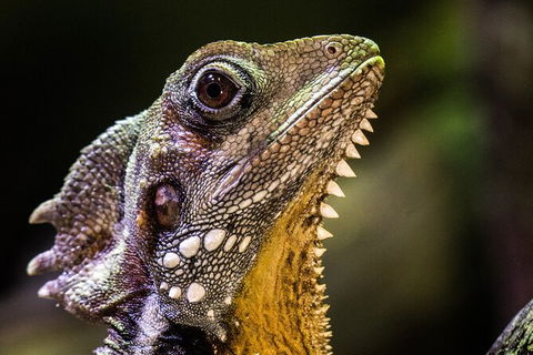 Cairns Aquarium By Twilight With 3 Course Dinner - Accommodation Noosa 5