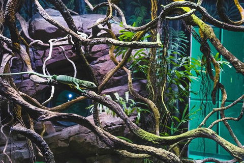 Cairns Aquarium By Twilight With 3 Course Dinner - Accommodation Noosa 8